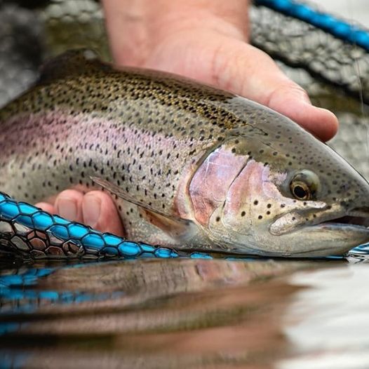 Mclean Weigh Net Short Handle - Medium