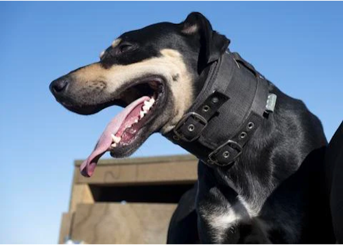 Ridgeline Cordura Rip Collar