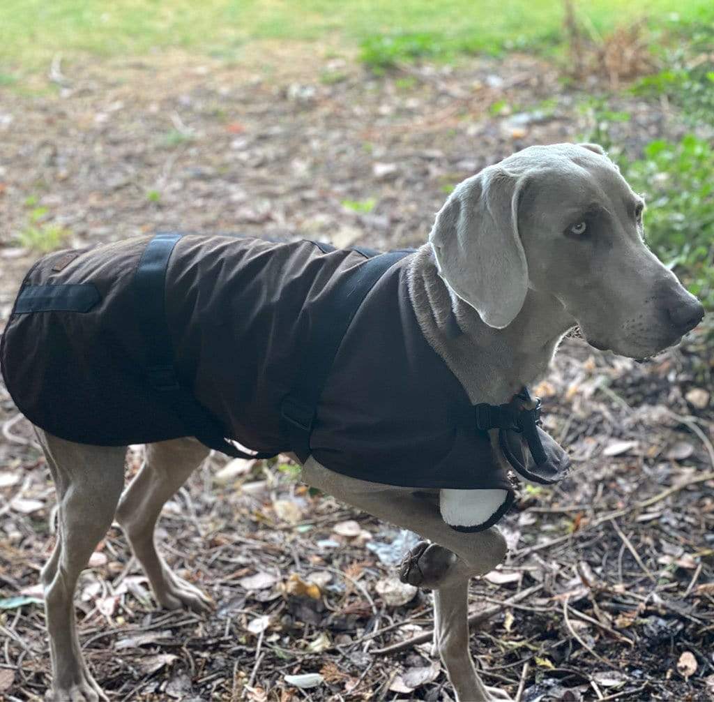 Outback Oilskin Dog Coat
